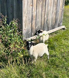 Goats standing by a shed